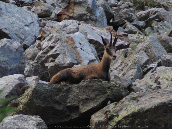 Photo de Chamois