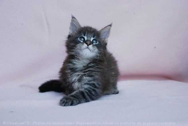 Photo de Maine coon