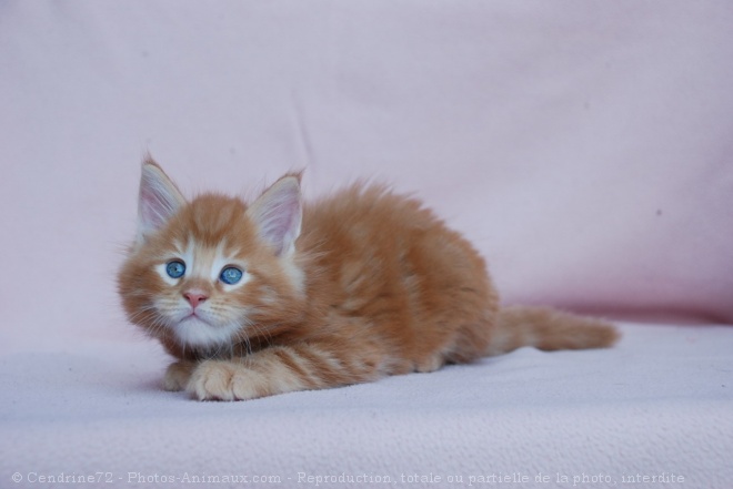 Photo de Maine coon