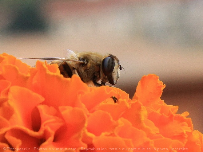 Photo d'Abeille