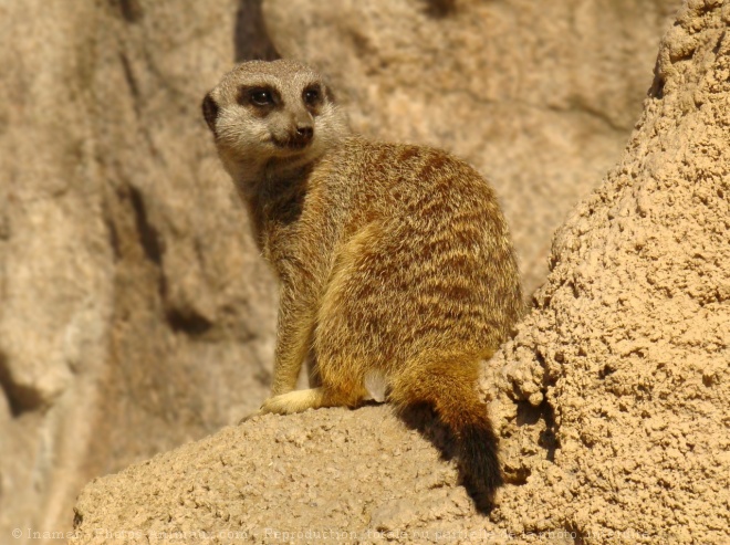 Photo de Suricate