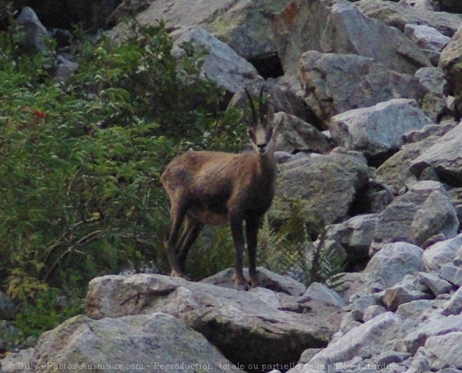 Photo de Chamois