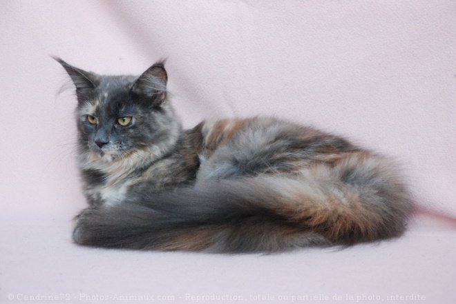 Photo de Maine coon