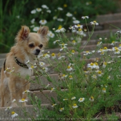 Photo de Chihuahua  poil long