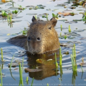 Photo de Cabiai ou capybara