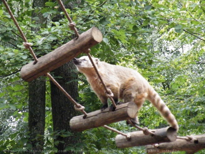 Photo de Coati