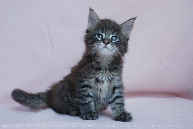 Photo de Maine coon