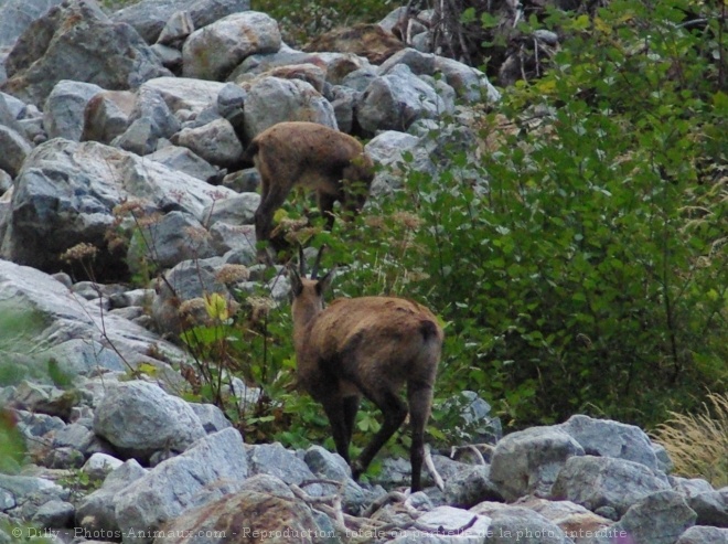 Photo de Chamois