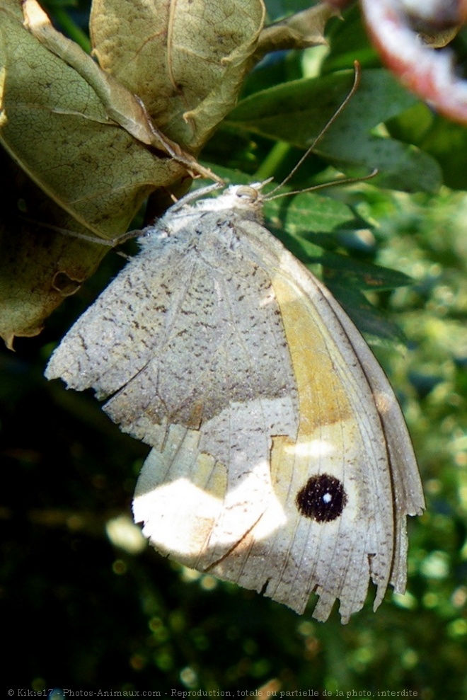 Photo de Papillon