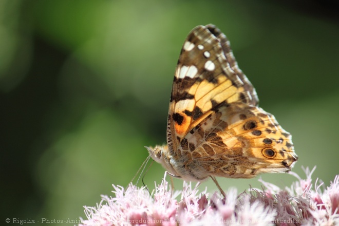 Photo de Papillon