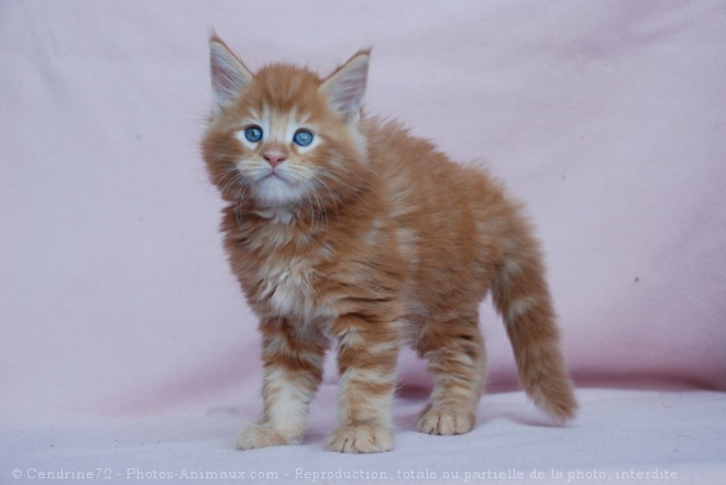 Photo de Maine coon