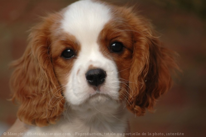 Photo de Cavalier king charles spaniel