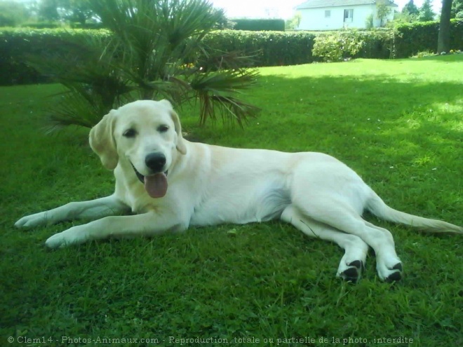 Photo de Labrador retriever