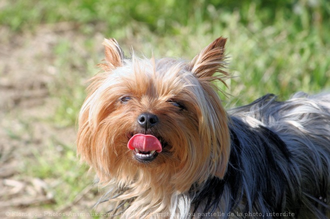 Photo de Yorkshire terrier