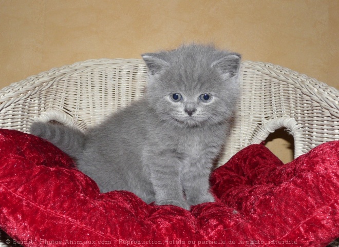 Photo de British shorthair