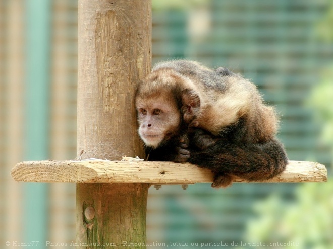 Photo de Singe - capucin