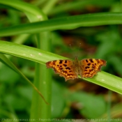 Photo de Papillon