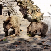 Photo d'Ours