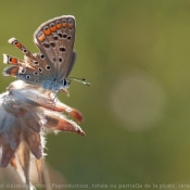 Photo de Papillon