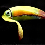 Photo de Toucan