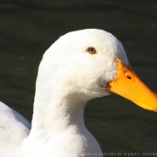 Photo de Canard