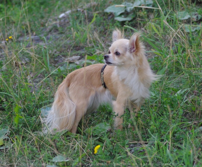 Photo de Chihuahua  poil long