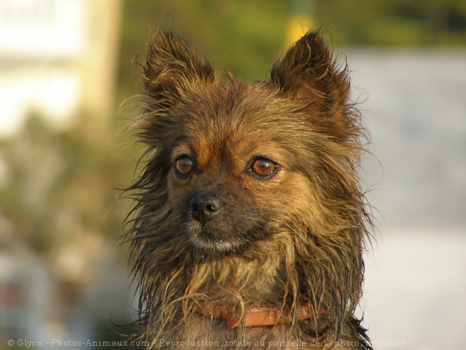 Photo de Chihuahua  poil court