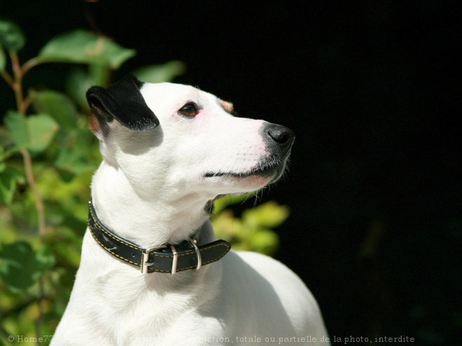 Photo de Jack russell terrier