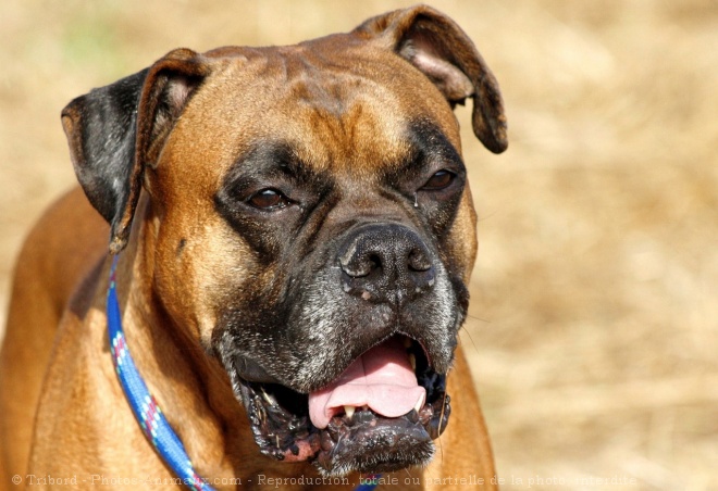 Photo de Boxer