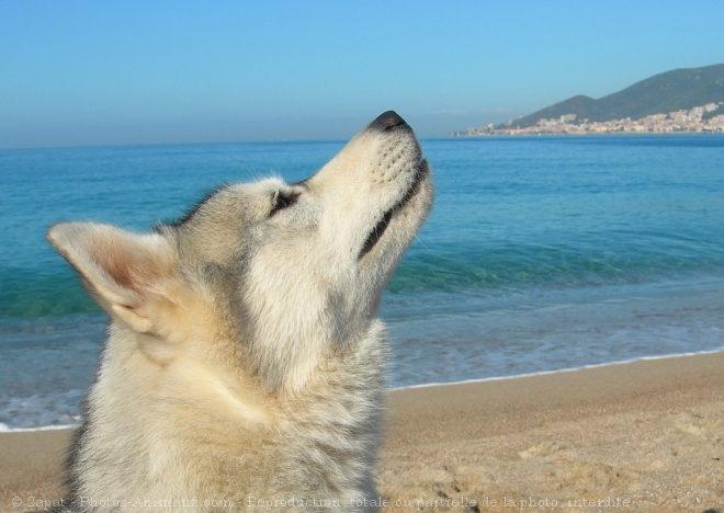 Photo de Husky siberien