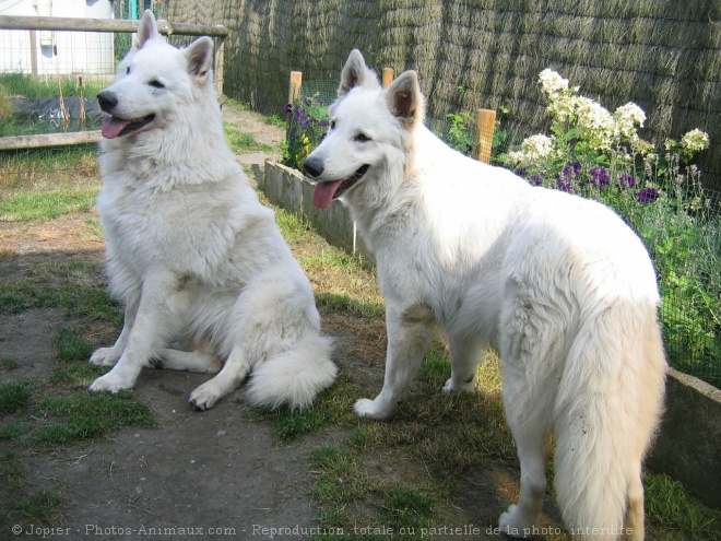 Photo de Berger blanc suisse