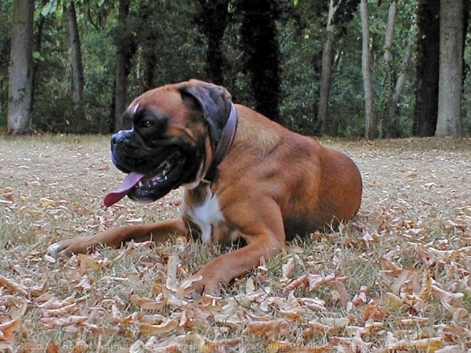 Photo de Boxer