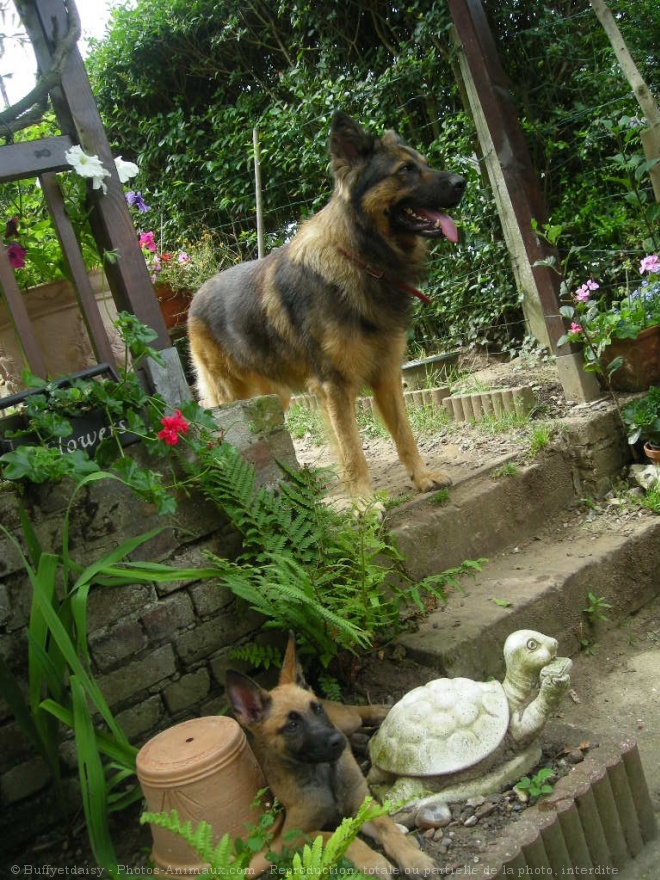 Photo de Berger belge malinois