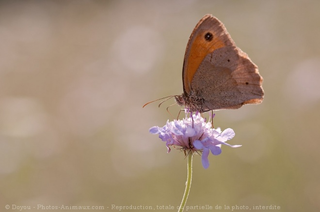 Photo de Papillon