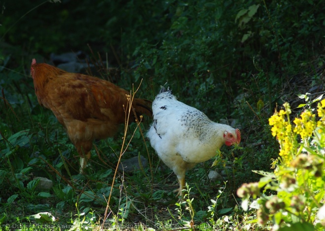 Photo de Poule