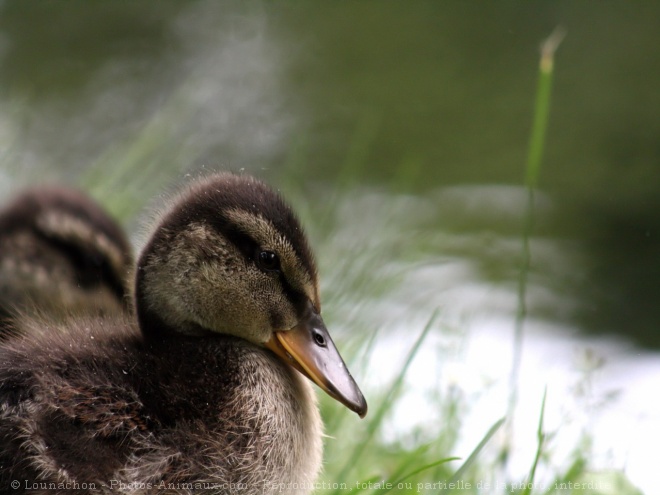 Photo de Canard colvert