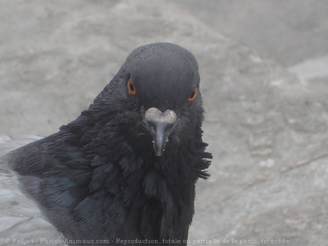 Photo de Pigeon