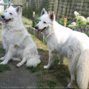 Photo de Berger blanc suisse