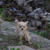 Photo de Chihuahua  poil long