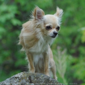 Photo de Chihuahua  poil long