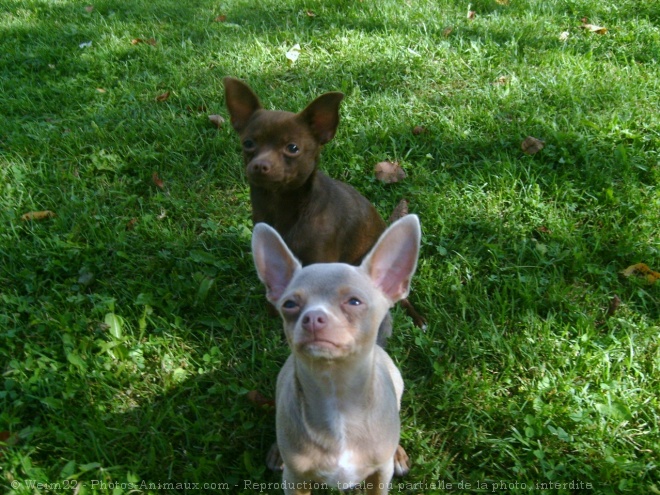 Photo de Chihuahua  poil court