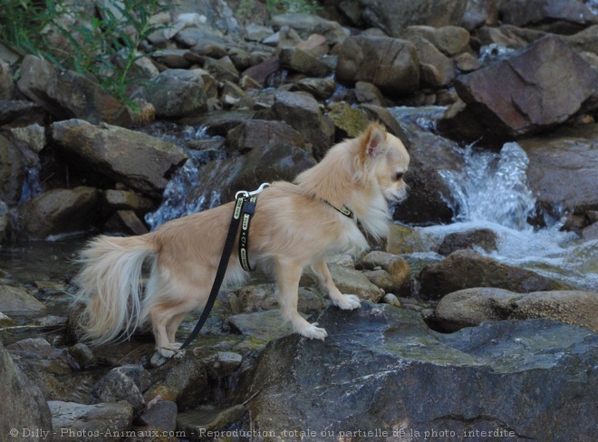 Photo de Chihuahua  poil long