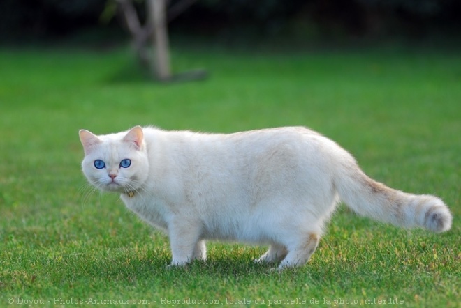 Photo de British shorthair