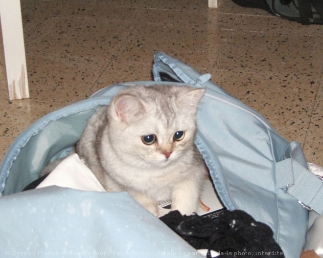 Photo de British shorthair