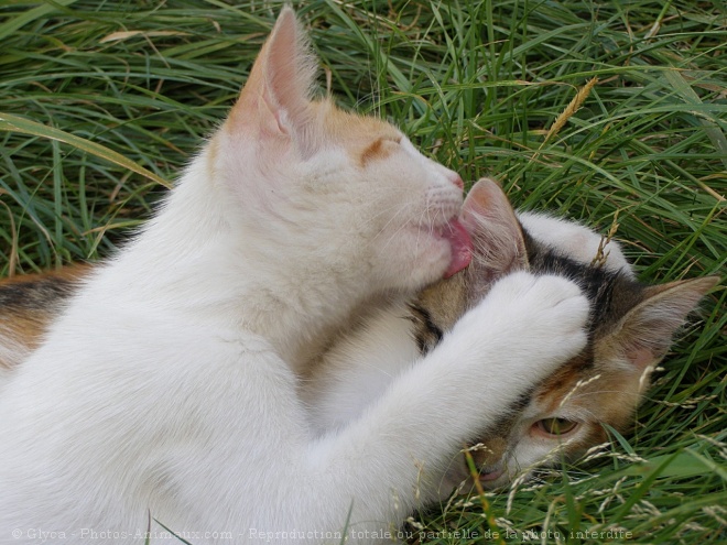 Photo de Chat domestique