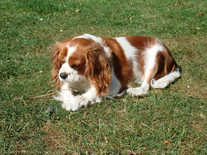 Photo de Cavalier king charles spaniel