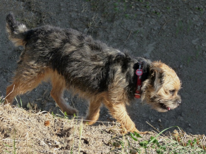 Photo de Border terrier