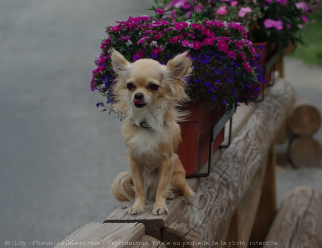 Photo de Chihuahua  poil long