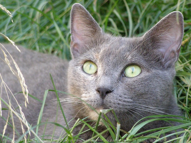 Photo de Chat domestique