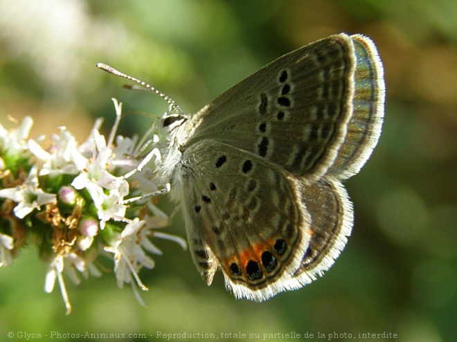 Photo de Papillon